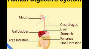 Digestive System Song Parts Of The Digestive System For Kids Human Digestive System This Human Digestive System Digestive System For Kids Human Body Organs