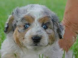 It's free to post an ad. Lincoln Aussiedoodle Puppy 603701 Puppyspot