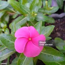 Image result for Crossandra puberula
