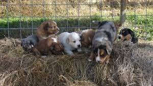 Jun 19, 2021 · find smooth collie dogs and puppies from ohio breeders. Scotch Collie Puppies Farm Collie Puppies For Sale Now