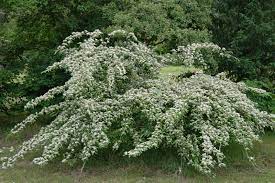 Buy cotoneaster salicifolius (willow leaf cotoneaster). Cotoneaster Salicifolius Cv