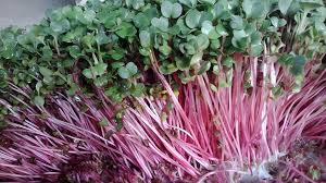 Image result for RAU MẦM CẢI XANH