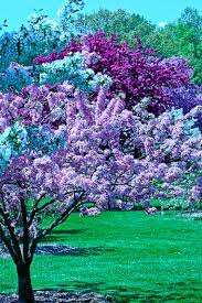 Browse top locations to spot the cherry blossom trees in central park and locate them on a map. Flowering Trees Madison Wi Flowering Trees Lilac Tree Organic Colors