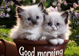 good morning photo के लिए इमेज परिणाम