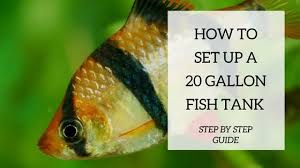 You may have purchased none or all of the items below. Setup Ideas For Your 20 Gallon Fish Tank Fish Tank World