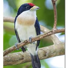 Image result for Monotes hypoleucus