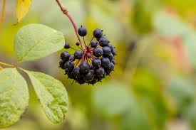 Image result for Eleutherococcus