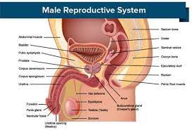 Acest organ este, de fapt, tubul prin care urina este eliminata din vezica in afara corpului. Aparatul Genital Si Afectiunile Sale Penisul Prostata