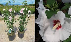 When we moved into our house 21 years ago, the backyard was even before i finished unpacking all of the boxes, i planted a small rose of sharon bush right. Hibiscus Syriacus Rose Of Sharon Shrub Garden Plants Online