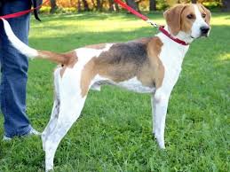 Black And Tan Treeing Walker Coonhound Beagle Mix Hi I M Chase I M A 2 Year Old Neutered Male Tricolor Tan Brown Black White Treeing Walker Coonhound Walker Coonhound Treeing Walker Coonhound Animals