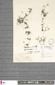 Image result for Marsilea villifolia