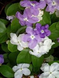 Image result for Brunfelsia australis