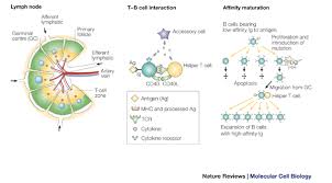 Image result for Humoral Immunodeficiency