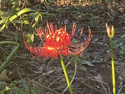 Description:here at knox flowers and gifts llc we offer beautiful and original. A Flower For Hurricane Season
