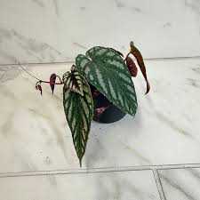 Image result for Cissus