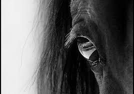 Coliques Diagnostique Et Attitude Retrouvez notre sélection de produits pour chevaux et cavaliers adaptés à votre univers et répondre à votre besoin. coliques diagnostique et attitude