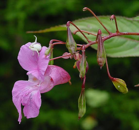 Parfum Impatiens - Hekserij