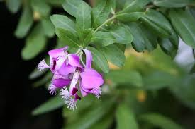 Image result for Polygala myriantha