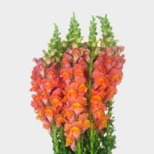 Maybe you would like to learn more about one of these? Snapdragon Orange Flowers Wholesale Blooms By The Box