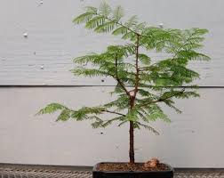 Japanese Loquat Bonsai Tree Live Art Collection Etsy