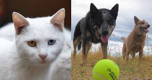 Which Puppies And Kittens Can Be Born Deaf Walkerville Vet