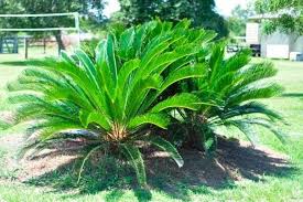 widely found sago palm lethal to pets sago palm palm tree pictures sago palm tree
