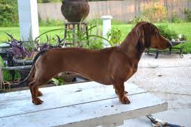 average weight for a miniature dachshund size weight chart