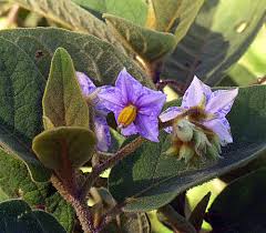 Image result for Solanum giganteum