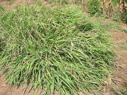 Image result for Gilgiochloa