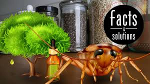 As gross as it may sound, it can benefit you to research what different roaches have been said to have an oily odor comparable to fecal soy sauce. Essential Oils For Roaches Pest Free With Just A Spray Bottle Cockroach Facts