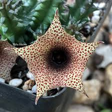 Image result for Huernia hislopii