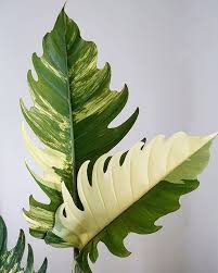 Philodendron Caramel Marble Leaves In 2020 Plants Philodendron Variegated Plants
