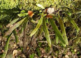 Image result for Grammitis