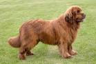 Newfoundland : Dog Breed Selector : Animal Planet