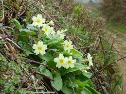 Richard Bradford On Twitter Dorset Primroses Wild Flowers