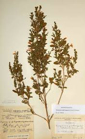 Image result for Duosperma quadrangulare