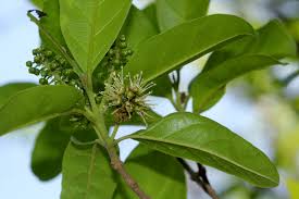 Image result for Combretum kraussii