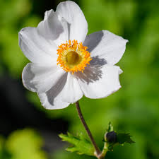 Image result for Anemone transvaalensis
