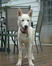 Black And White Husky Shepherd Mix Dog Profile For Ransom A Male Siberian Husky White Shepherd Dog Husky Shepherd Mix Husky Dogs