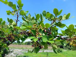 Image result for Phyllanthus boehmii