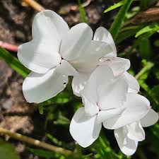 Image result for Hypoxis parvifolia