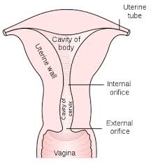 For cervical cancer, the clinical stage is used and is based on the results of the doctor's physical exam, biopsies, imaging tests, and a few other tests that are done in some cases, such as cystoscopy and proctoscopy. Cervical Cancer Cervix Causes Symptoms Diagnosis Treatment Business News Today