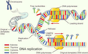 نتیجه جستجوی لغت [replication] در گوگل