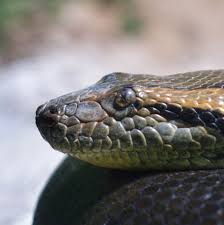 Munich Germany Munchen Deutschland Tierpark Hellabrunn Grune Anakonda Green Anaconda Anakonda Eunectes Murinus Cool Snakes Anaconda