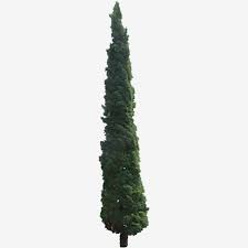 Cupressus Sempervirens Cemara Lilin Cupressus Sempervirens Cemara Lilin Pohon Png Transparent Clipart Image And Psd File For Free Download Cupressus Sempervirens Sempervirens Italian Cypress Trees