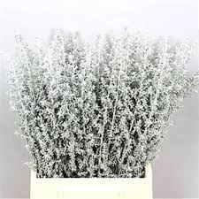 Maybe you would like to learn more about one of these? Silver Kochia Great Foliage For Summer Uk For Further Information And T Asparagus Fern Flowers Delivered Florist Supplies
