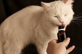 There is limited information on the toxicity of ibuprofen in cats. Poisoning In Cats Symptoms Causes Diagnosis Treatment Recovery Management Cost