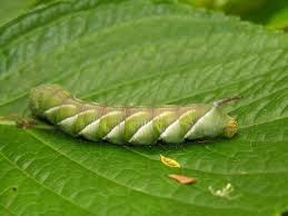 Insect Pupa Identification Best Image Home In The Word