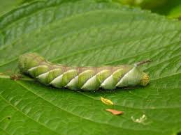 insect pupa identification best image home in the word