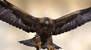 We did not find results for: Eagle Desktop Wallpapers 55 Best Eagle Desktop Wallpapers And Images On Wallpaperchat
